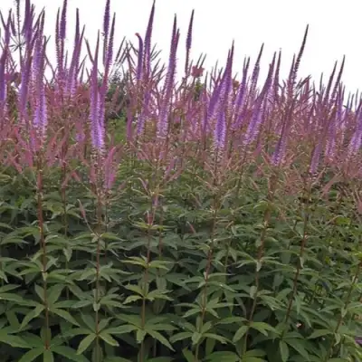 Вероникаструм ФАСЦИНЕЙШН в Калинковичах