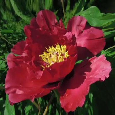 Пион КРАСНЫЙ ЛОТОС древовидный в Калинковичах