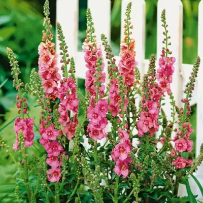 Коровяк ПИНК ДОМИНО гибридный (вербаскум) в Калинковичах