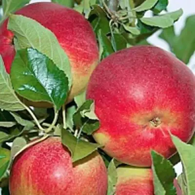 Яблоня СЕНАТОР колонновидная в Калинковичах