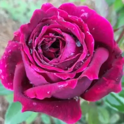 Роза РОЯЛ ПАЛАС японская в Калинковичах