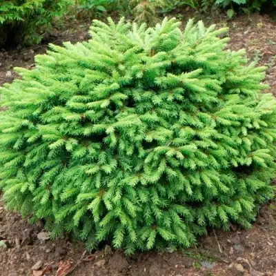 Ель НИДИФОРМИС обыкновенная в Калинковичах