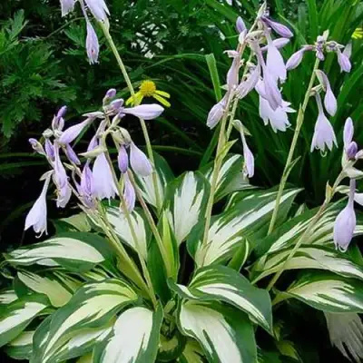 Хоста КРИСМАС КЭНДИ гибридная в Калинковичах