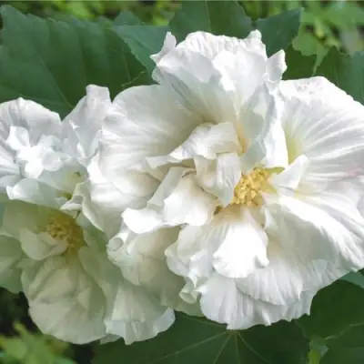 Гибискус АДМИРАЛ ДЕВЕЙ сирийский в Калинковичах