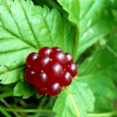 Княженика ЭЛПЕ в Калинковичах