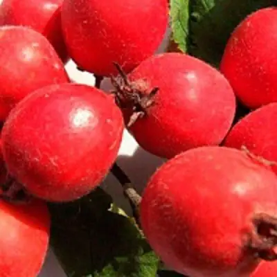 Боярышник КРУПНОПЛОДНЫЙ в Калинковичах