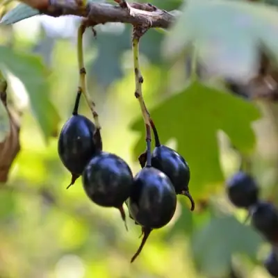 Смородина золотистая ДУСТЛИК в Калинковичах