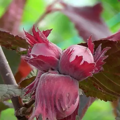 Фундук КАРДИНАЛ в Калинковичах