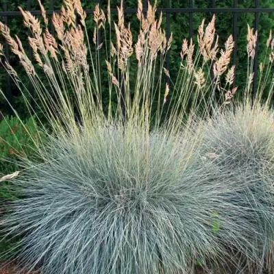 Овсянница ЭЛАЙДЖА БЛЮ в Калинковичах