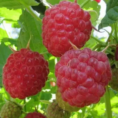 Малина НОВОСТЬ КУЗЬМИНА в Калинковичах