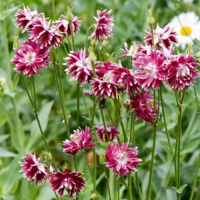 Аквилегия БАРЛОУ НОРА гибрид МакКаны в Калинковичах