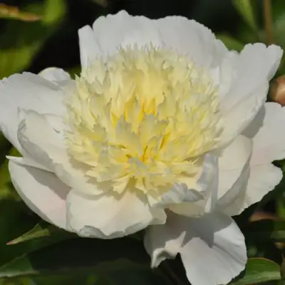 Пион ЗОЛОТАЯ ШПИЛЬКА травянистый в Калинковичах