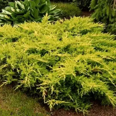 Можжевельник МОРДИГАН ГОЛД средний в Калинковичах