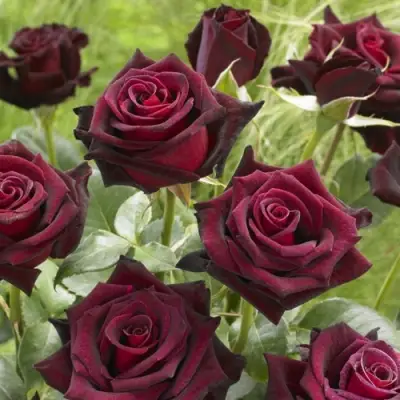 Роза БЛЭК БАККАРА чайно-гибридная в Калинковичах