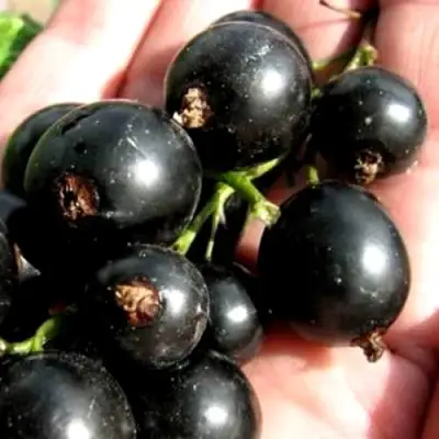 Смородина чёрная ЧЕРЕШНЁВАЯ в Калинковичах