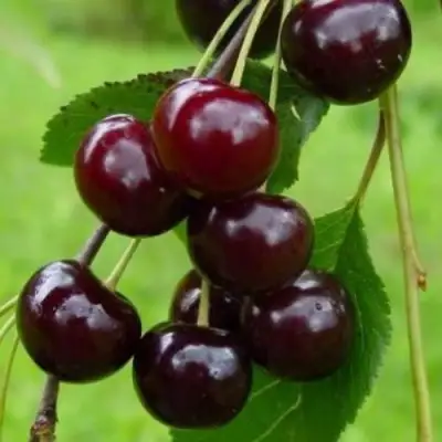 Вишня ЛАСУХА в Калинковичах