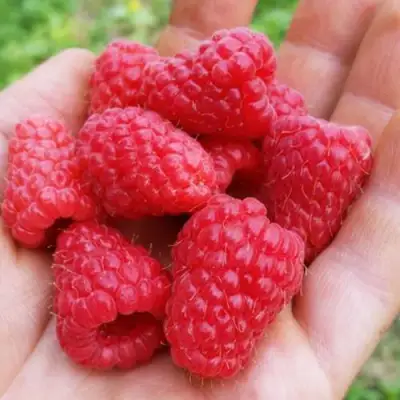 Малина ТУЛАМИН в Калинковичах