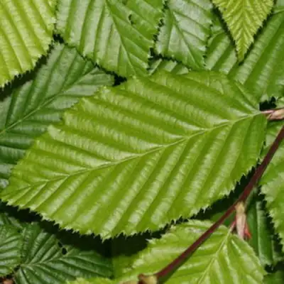 Граб японский в Калинковичах