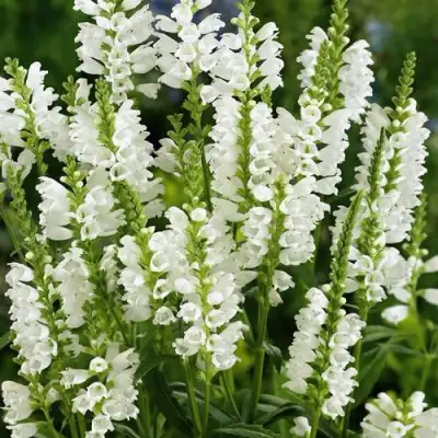 Физостегия АЛЬБА виргинская в Калинковичах