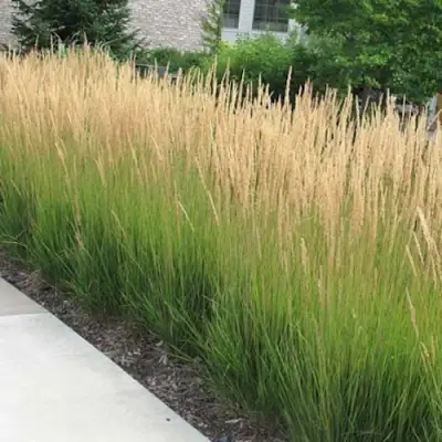 Вейник КАРЛ ФОРСТЕР остроцветковый в Калинковичах