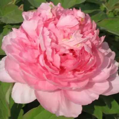 Пион ИМПЕРАТОРСКАЯ НАЛОЖНИЦА древовидный в Калинковичах