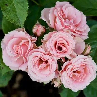 Роза КЛАССИК ЛИДИЯ спрей в Калинковичах