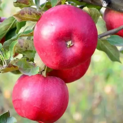 Яблоня АЙДАРЕД в Калинковичах
