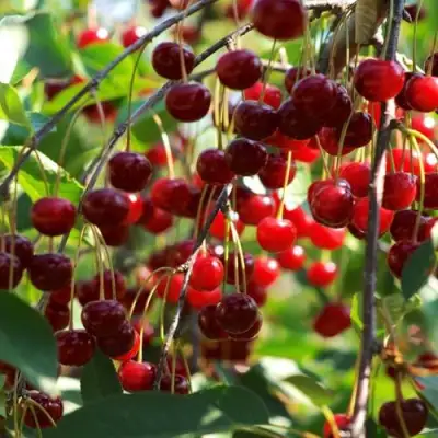 Вишня БРУСНИЦЫНА степная в Калинковичах