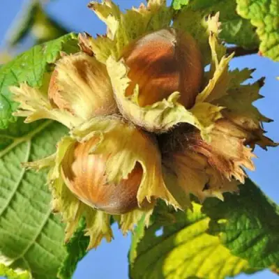 Фундук ТОНДА РОМАНА в Калинковичах