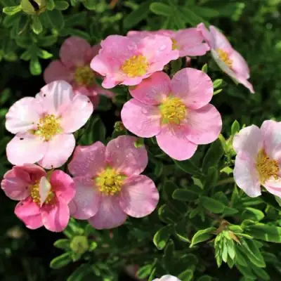 Лапчатка ЛАВЛИ ПИНК кустарниковая в Калинковичах