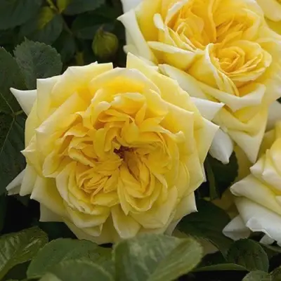 Роза НАДЯ МЕЙДИЛАНД почвопокровная в Калинковичах