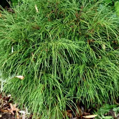 Туя ВИПКОРД складчатая в Калинковичах