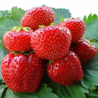 Клубника ВИМА ЗАНТА в Калинковичах