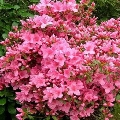 Азалия РОКОКО японская в Калинковичах