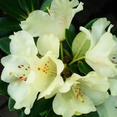 Рододендрон ГОЛДКРОН в Калинковичах