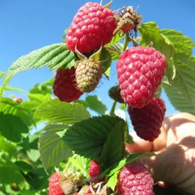 Малина ЕВРАЗИЯ в Калинковичах