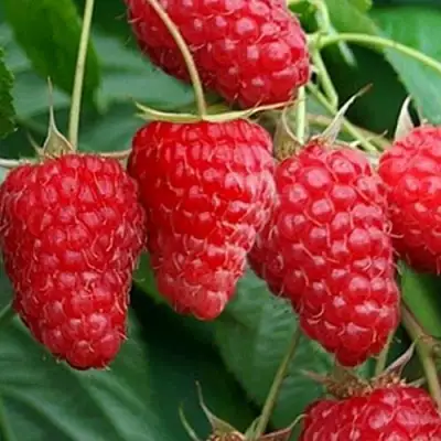 Малина КАСКАД ДЕЛАЙТ в Калинковичах