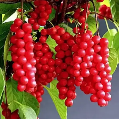 Лимонник САДОВЫЙ 1 китайский  в Калинковичах