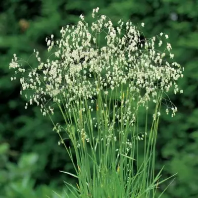 Трясунка средняя в Калинковичах