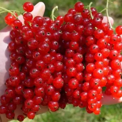 Смородина красная РЕД ПУЛ в Калинковичах