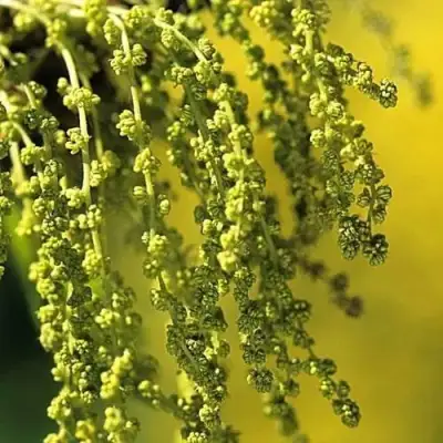 Дуб скальный в Калинковичах