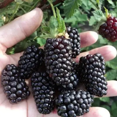 Ежевика ЛОХ НЕСС бесшипная  в Калинковичах