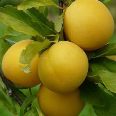 Слива СОЛНЫШКО в Калинковичах