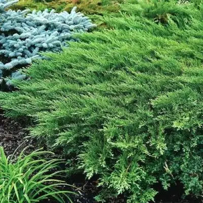 Можжевельник РОКЕРИ ДЖЕМ казацкий  в Калинковичах