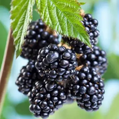 Ежевика БЛЭК САТИН бесшипная  в Калинковичах