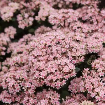 Очиток (седум) МАТРОНА в Калинковичах