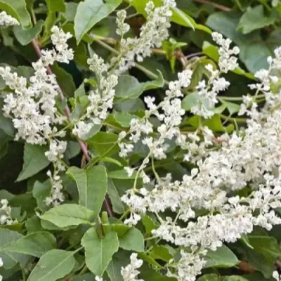 Фаллопия АУБЕРТА в Калинковичах