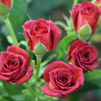 Роза ЧОКОЧИНО спрей в Калинковичах