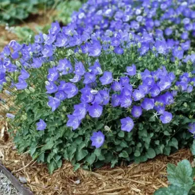 Колокольчик САНТА карпатский в Калинковичах