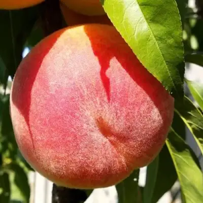 Персик ВАЙН ГОЛД Т3 в Калинковичах